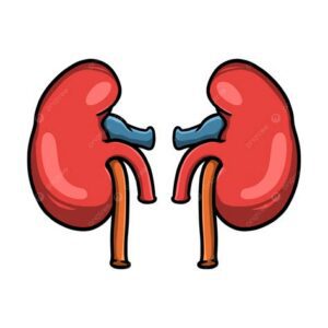Kidney