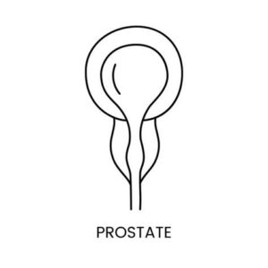 Prostate