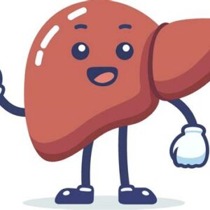 Liver
